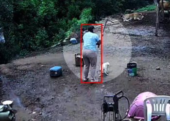 RS: Casal denunciado por morte de cão a golpes de picareta – 27/05/2026 – Cotidiano