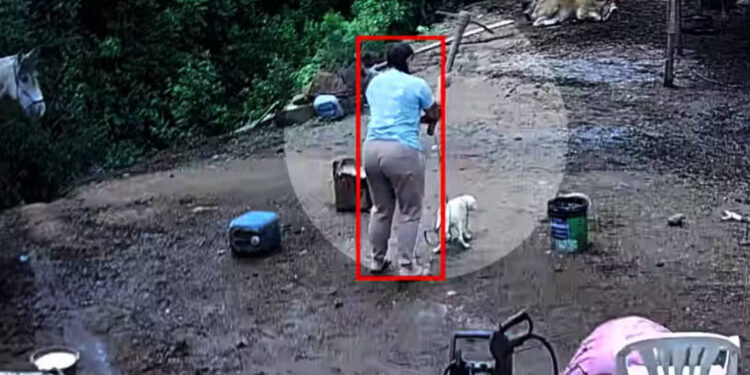 RS: Casal denunciado por morte de cão a golpes de picareta – 27/05/2026 – Cotidiano