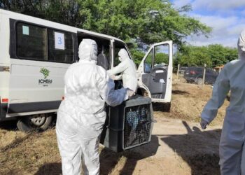 Operação resgata ararinhas-azuis na BA contra vírus – 27/05/2026 – Ambiente