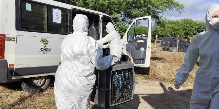 Operação resgata ararinhas-azuis na BA contra vírus – 27/05/2026 – Ambiente
