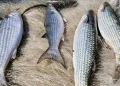 Pesca de tainha na modalidade arrasto de praia está suspensa